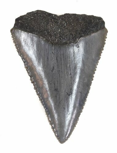 Serrated Fossil Great White Shark Tooth - #48883